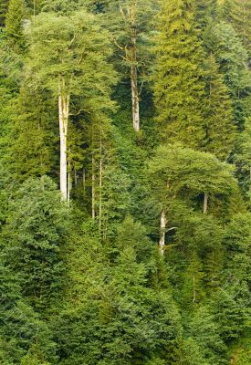 Forest