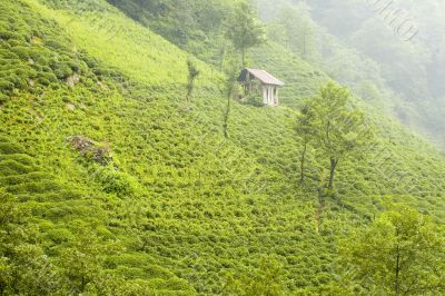 Tea Plants