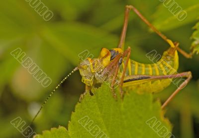 Grasshopper