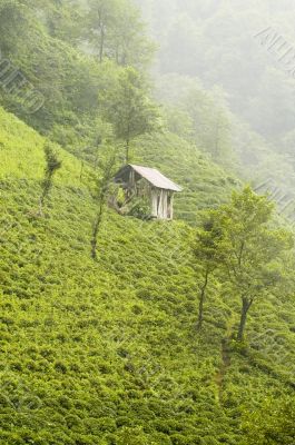 Tea Plants
