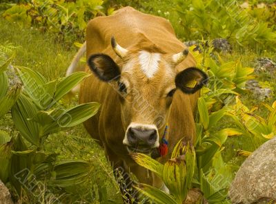Cow
