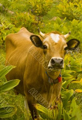 Cow