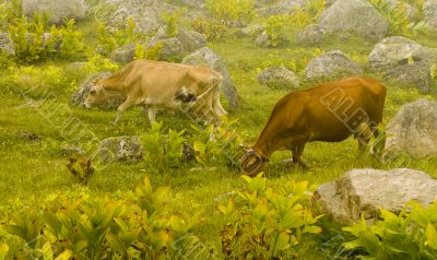 Cows