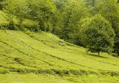 Tea Plants