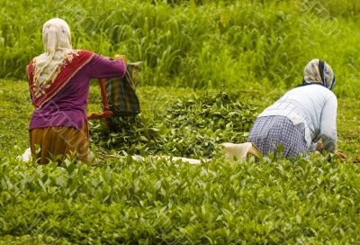 Tea Plants