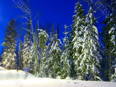 snow-bound fir-trees