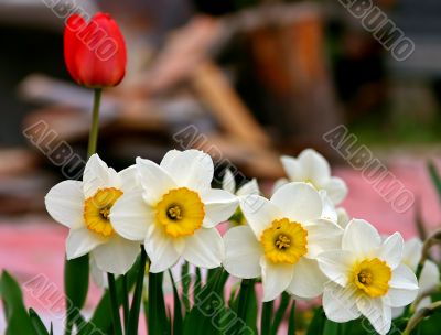 white and red flowers