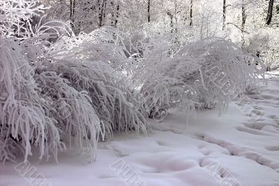 trees in a park