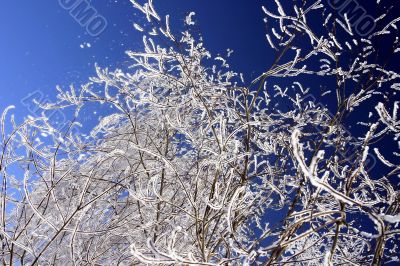 snow-bound trees