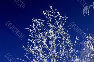 winter trees