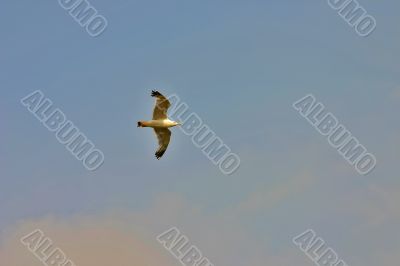 soaring bird