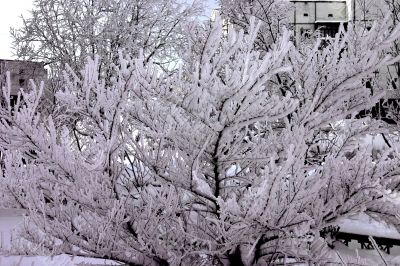 snow-bound tree
