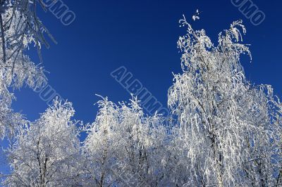 trees in a park