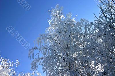 snow-bound trees