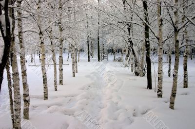 trees in a park