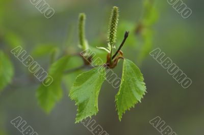 bud of tree