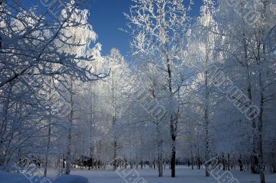 snow-bound trees