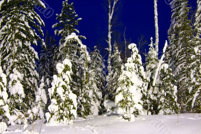 nightly landscape