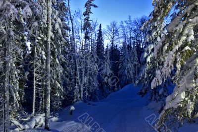 nightly snow-bound fir-trees