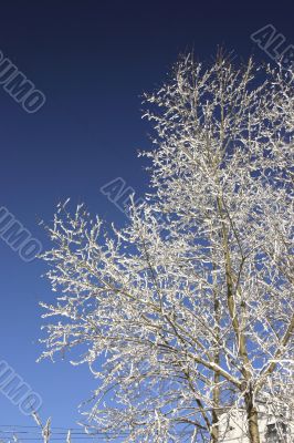winter tree