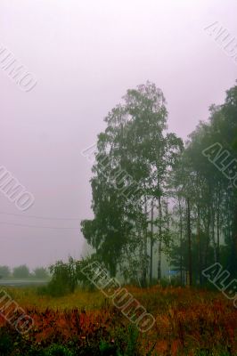 morning fog