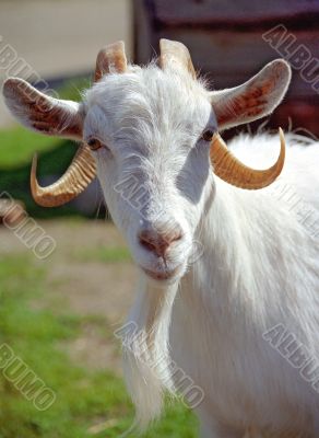 Curious goat