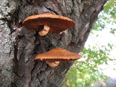 mushroom;