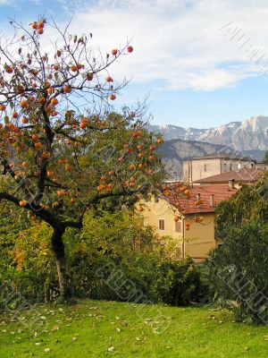 Persimmon tree