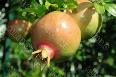 Pomegranate fruit