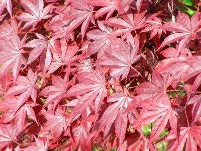 Red leaves