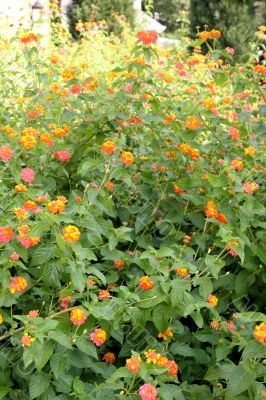 Orange Lantana