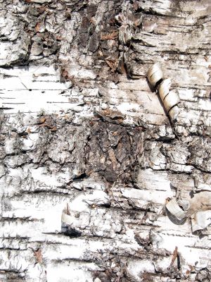 White birch tree bark