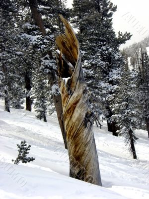 Twisted tree trunk on snowy mountainside