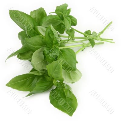 green basil leaves
