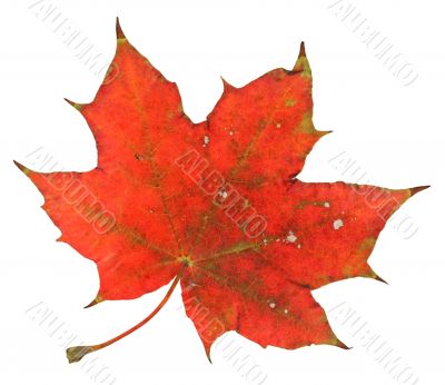 red maple leaf