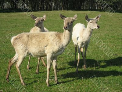 three stags in the field