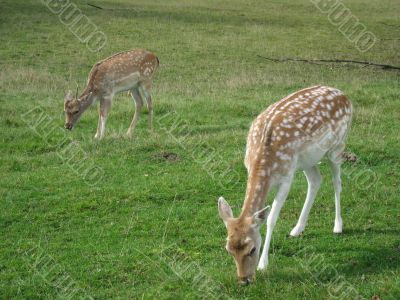 two stags in the field