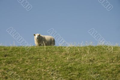 sheep above on the dike