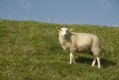 sheep on the dike