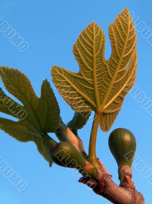 Figs On Tree