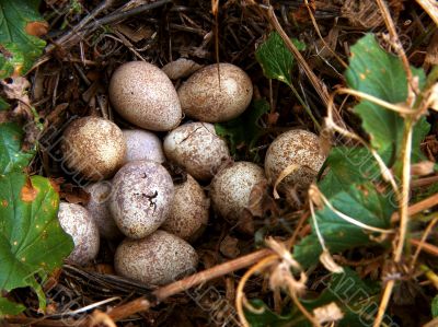 Partridge Nest