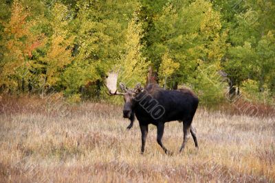 Moose, walking through autumn meadow