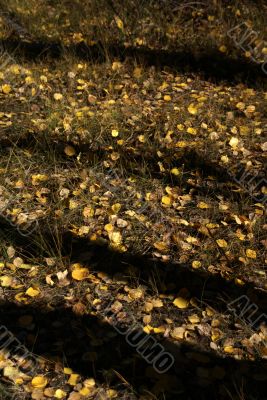 Autumn detail, golden poplar leaves