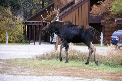 Moose, walking through resort condos,