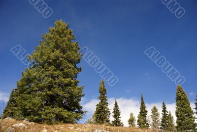 Isolated conifer against blue sky