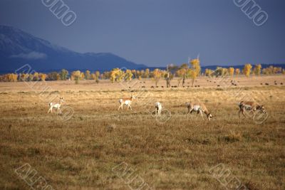 Pronghorn antelope in autumn