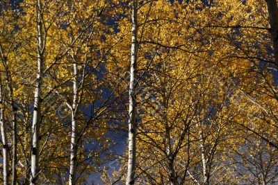 Autumn, golden aspens