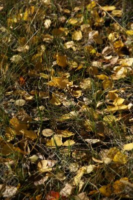 Autumn detail, golden poplar leaves