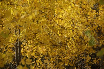Autumn, golden aspens
