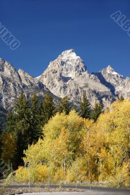 Grand Teton with autumn golden aspens